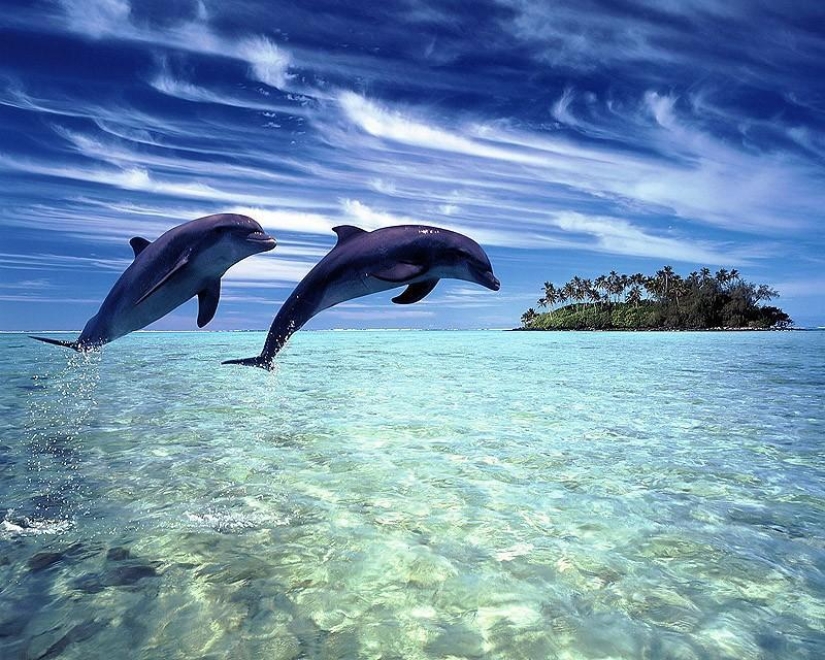 The most amazing facts about dolphins The most amazing facts about dolphins