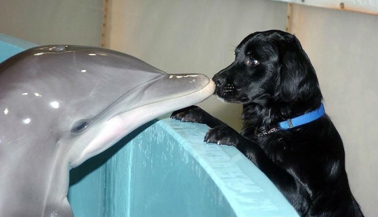 The most amazing facts about dolphins The most amazing facts about dolphins