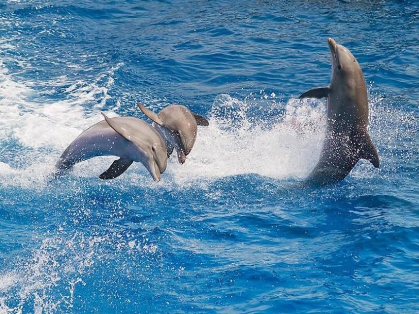 The most amazing facts about dolphins The most amazing facts about dolphins