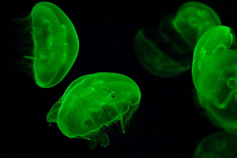 The most beautiful and colorful jellyfish The most beautiful and colorful jellyfish