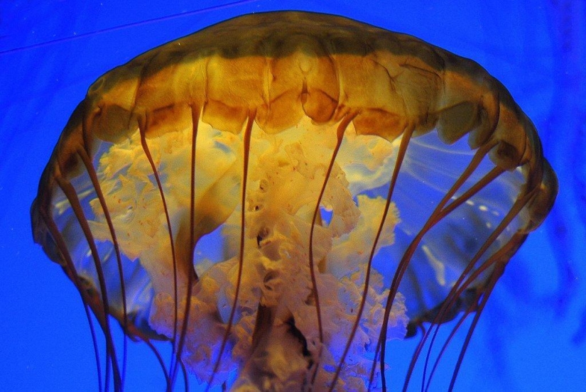 The most beautiful and colorful jellyfish The most beautiful and colorful jellyfish