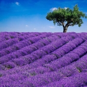 The most beautiful flower plantations and parks in the world