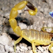 The most expensive liquid in the world is scorpion venom for 760 million rubles