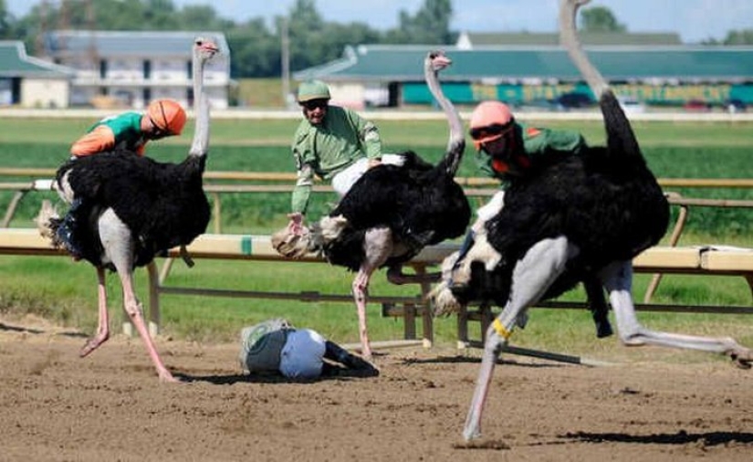 The most unusual competitions, which take place in the world