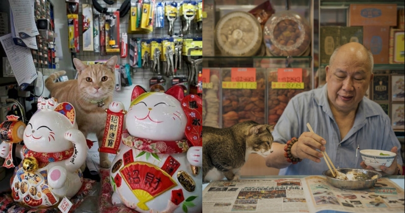 The Mustachioed Guard: The secret life of cats in Hong Kong stores The Mustachioed Guard: The secret life of cats in Hong Kong stores
