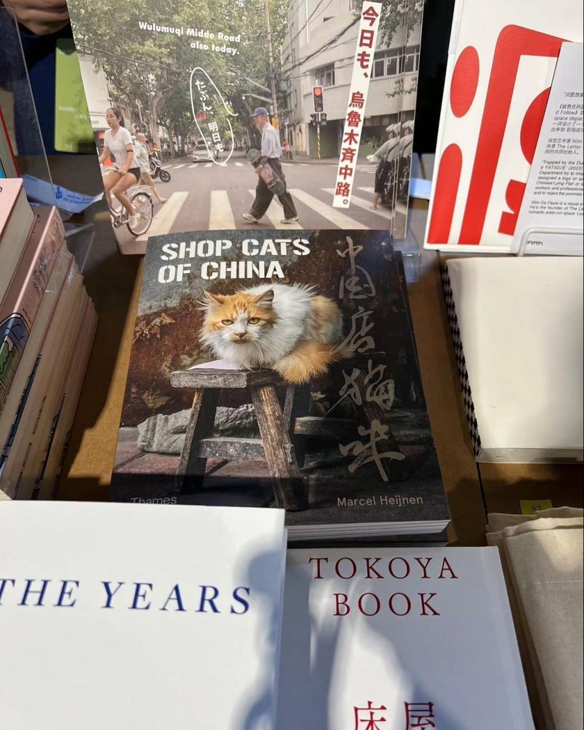 The Mustachioed Guard: The secret life of cats in Hong Kong stores The Mustachioed Guard: The secret life of cats in Hong Kong stores