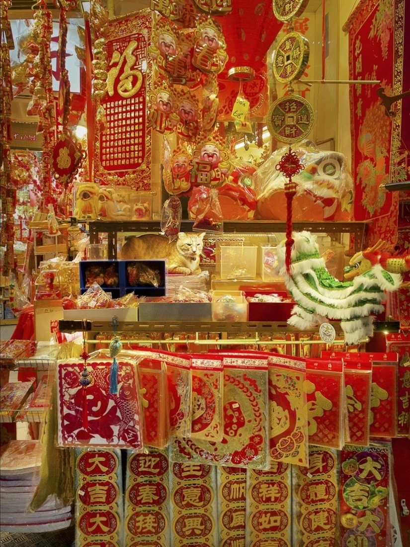 The Mustachioed Guard: The secret life of cats in Hong Kong stores The Mustachioed Guard: The secret life of cats in Hong Kong stores