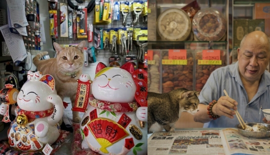 The Mustachioed Guard: The secret life of cats in Hong Kong stores