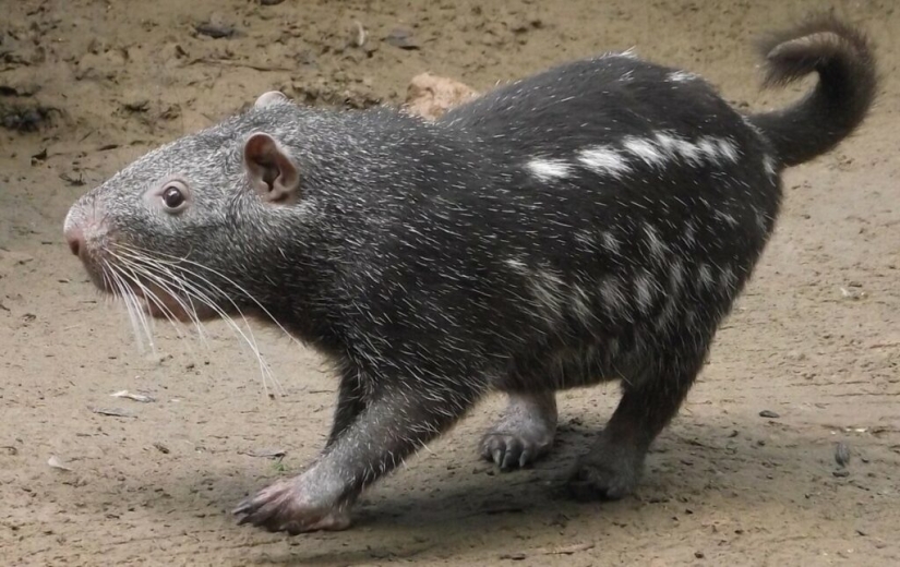 The Pacarana "Terrible Mouse" is a rare and affectionate animal from South America. The Pacarana "Terrible Mouse" is a rare and affectionate animal from South America.