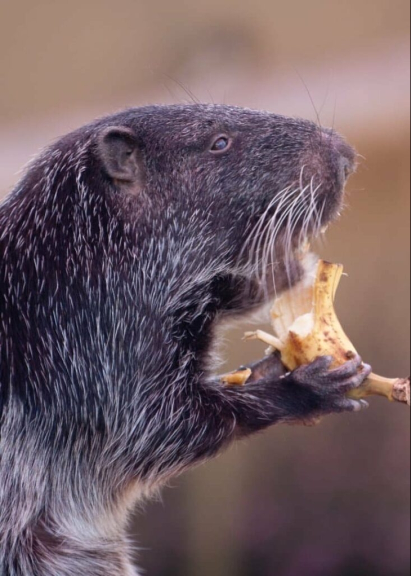 The Pacarana "Terrible Mouse" is a rare and affectionate animal from South America. The Pacarana "Terrible Mouse" is a rare and affectionate animal from South America.