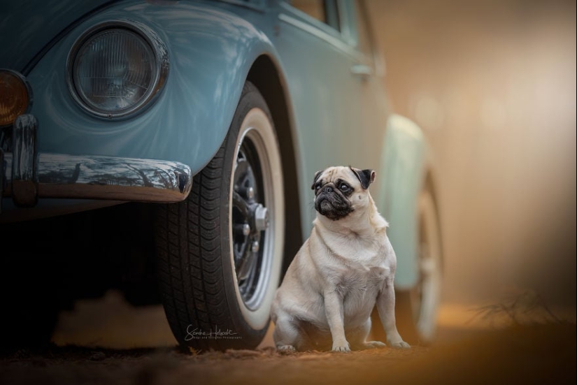 The perfect combination: dogs and vintage cars The perfect combination: dogs and vintage cars