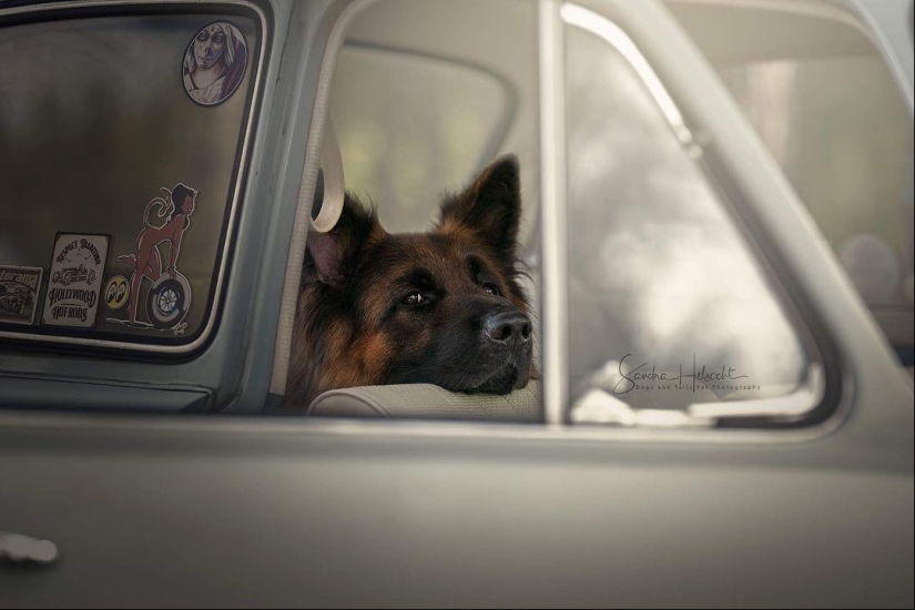 The perfect combination: dogs and vintage cars The perfect combination: dogs and vintage cars
