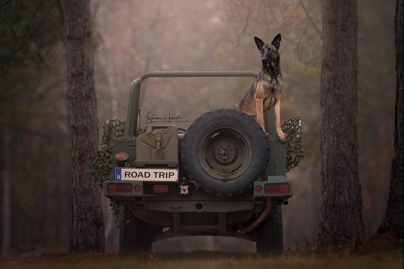 The perfect combination: dogs and vintage cars The perfect combination: dogs and vintage cars