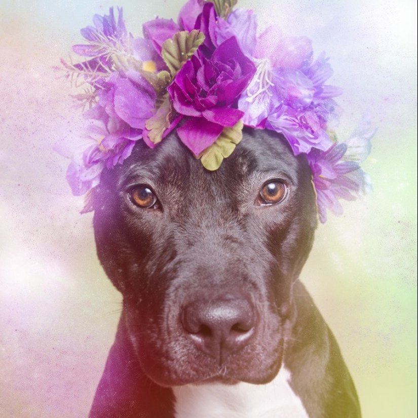 The Power of colors: the reverse side of Pit bulls