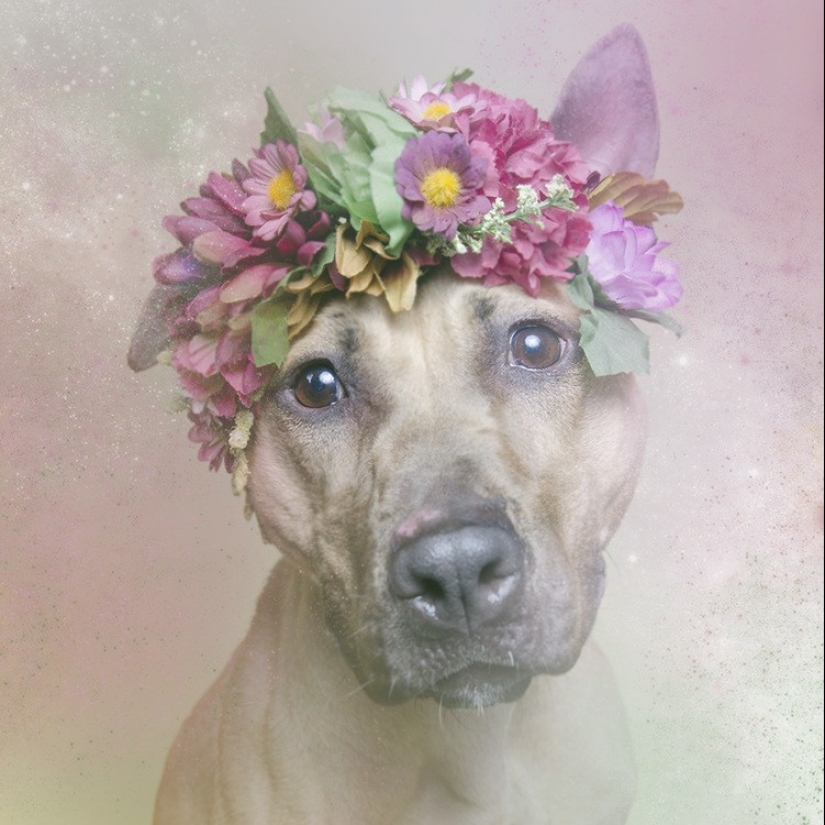 The Power of colors: the reverse side of Pit bulls
