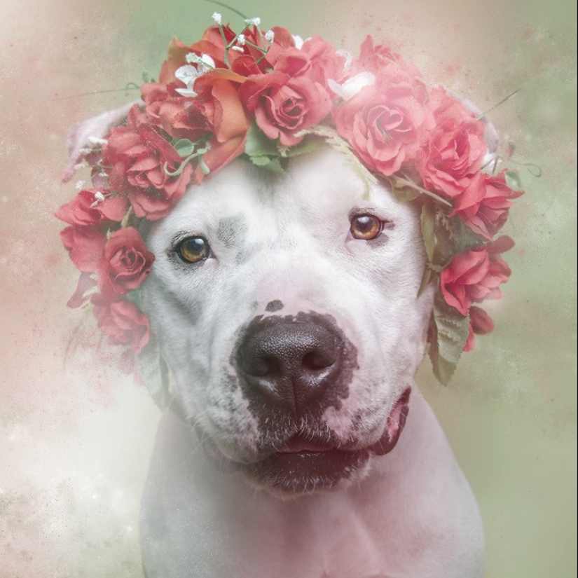 The Power of colors: the reverse side of Pit bulls
