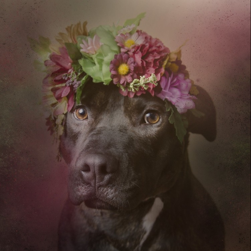 The Power of colors: the reverse side of Pit bulls