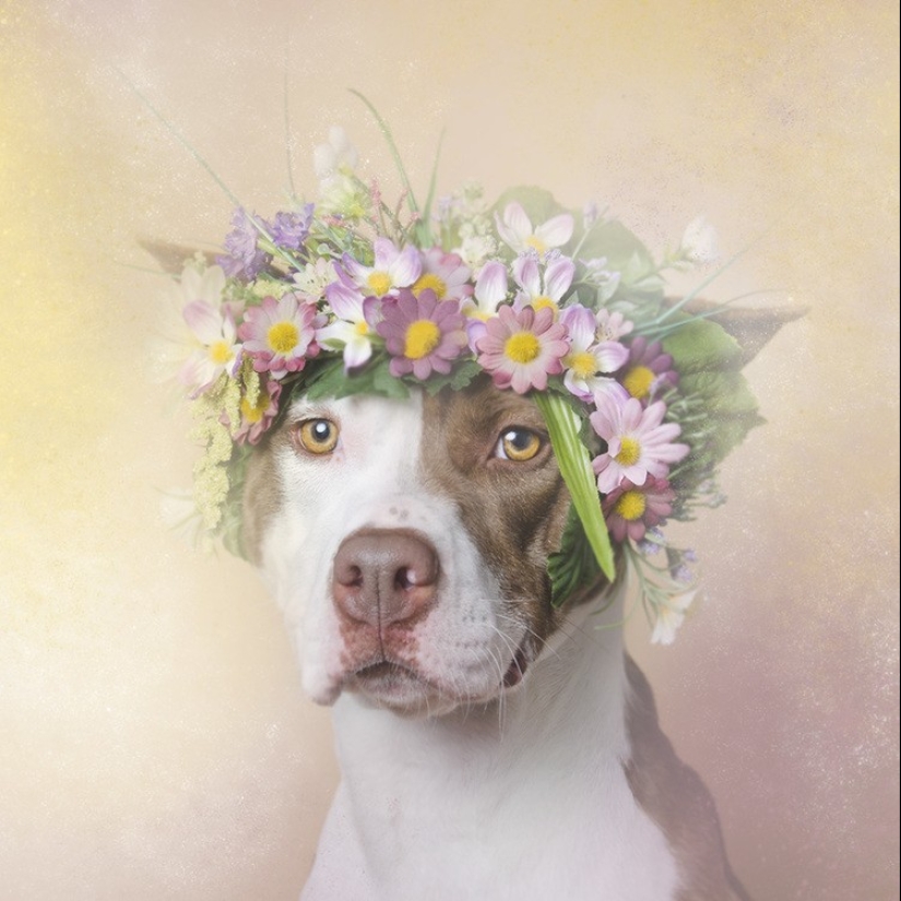 The Power of colors: the reverse side of Pit bulls