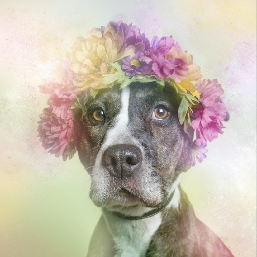 The Power of colors: the reverse side of Pit bulls