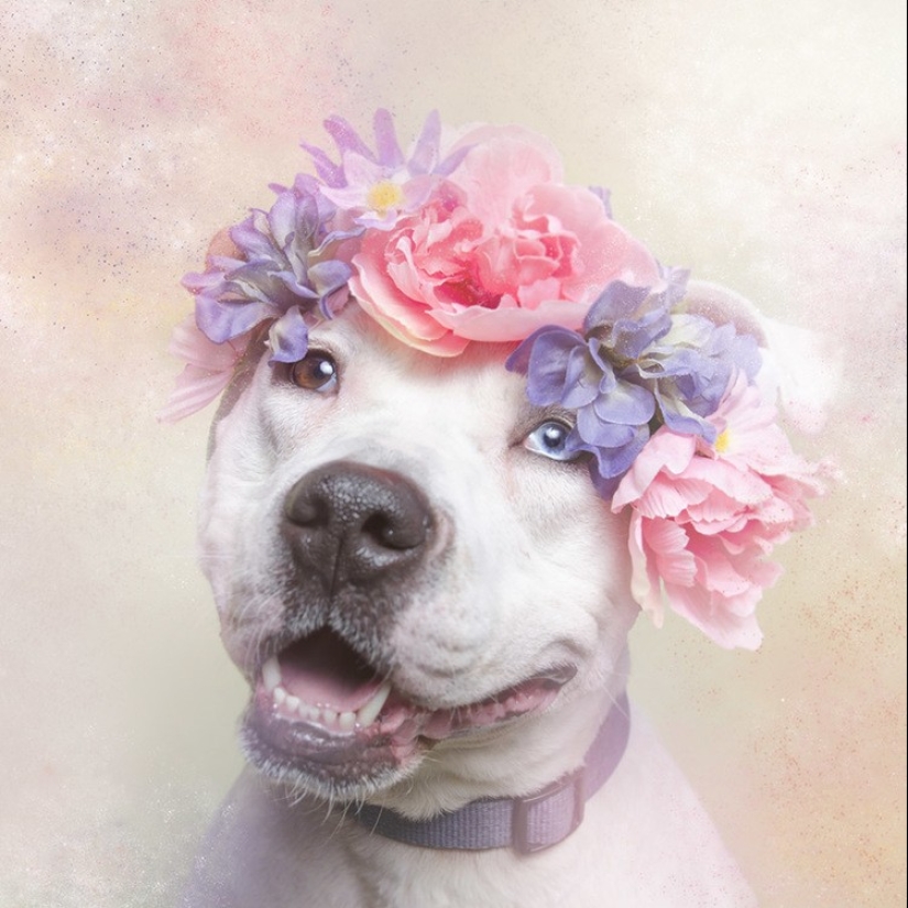 The Power of colors: the reverse side of Pit bulls