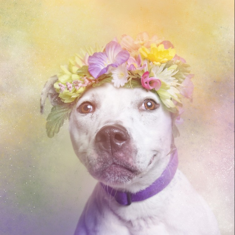 The Power of colors: the reverse side of Pit bulls