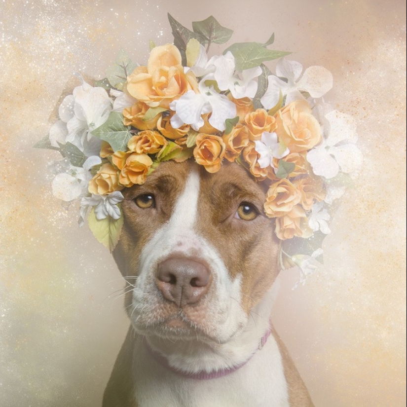 The Power of colors: the reverse side of Pit bulls