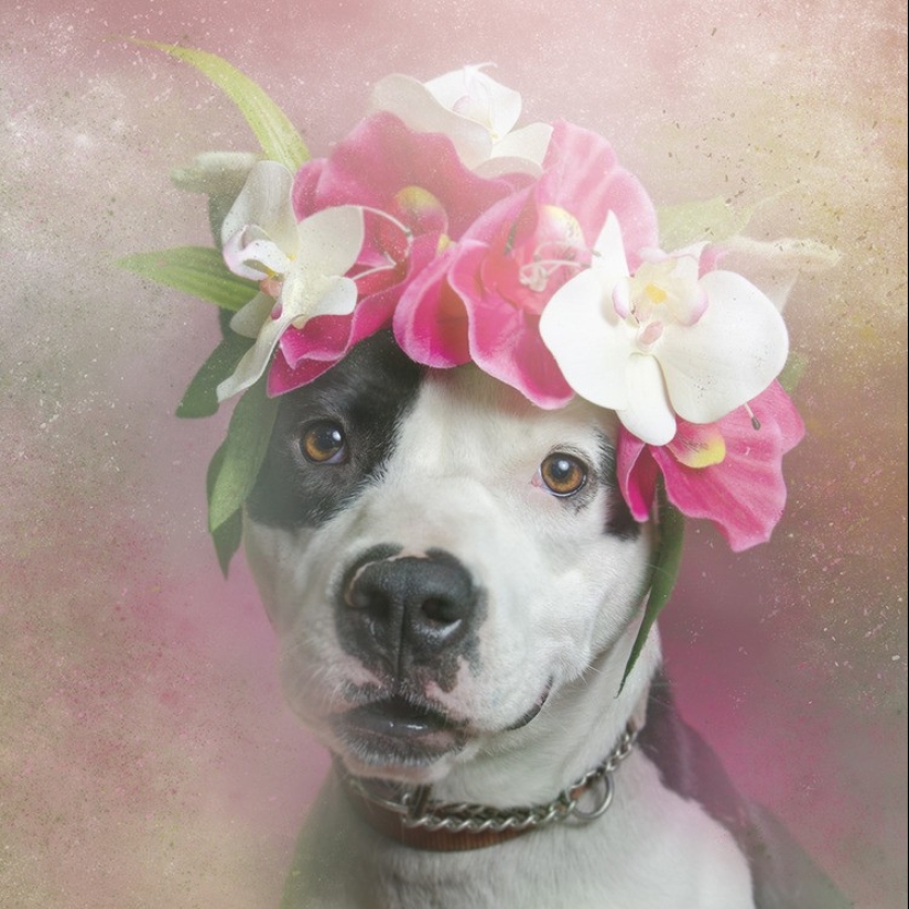 The Power of colors: the reverse side of Pit bulls