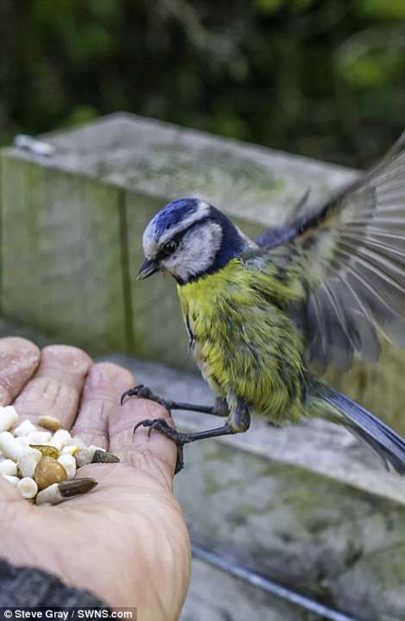 The real Dr. Doolittle: how the British became the master of the wild birds