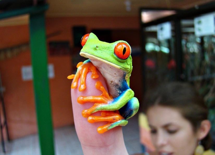 The red-eyed tree frog is an absolutely cartoonish frog. The red-eyed tree frog is an absolutely cartoonish frog.