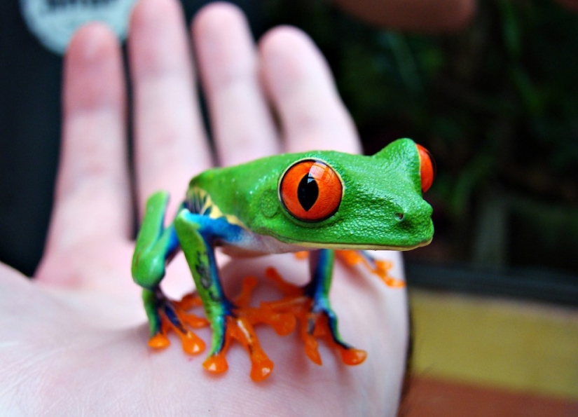 The red-eyed tree frog is an absolutely cartoonish frog. The red-eyed tree frog is an absolutely cartoonish frog.