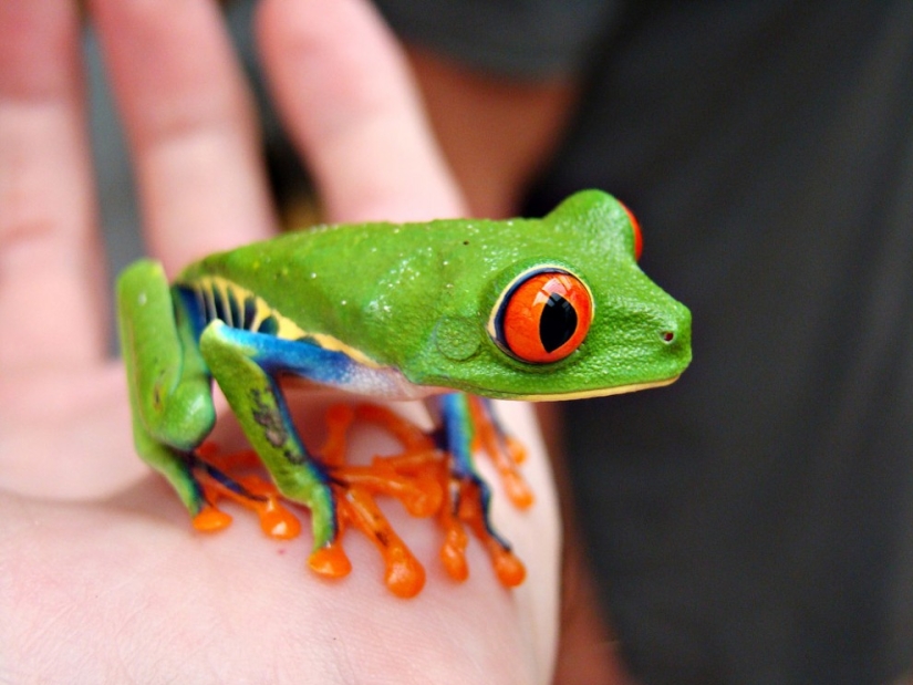 The red-eyed tree frog is an absolutely cartoonish frog. The red-eyed tree frog is an absolutely cartoonish frog.