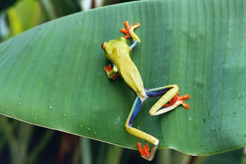 The red-eyed tree frog is an absolutely cartoonish frog. The red-eyed tree frog is an absolutely cartoonish frog.