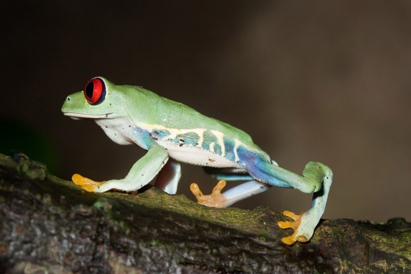 The red-eyed tree frog is an absolutely cartoonish frog. The red-eyed tree frog is an absolutely cartoonish frog.
