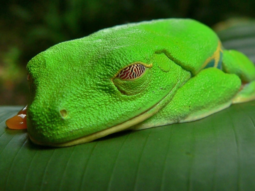 The red-eyed tree frog is an absolutely cartoonish frog. The red-eyed tree frog is an absolutely cartoonish frog.