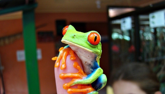 The red-eyed tree frog is an absolutely cartoonish frog. The red-eyed tree frog is an absolutely cartoonish frog.