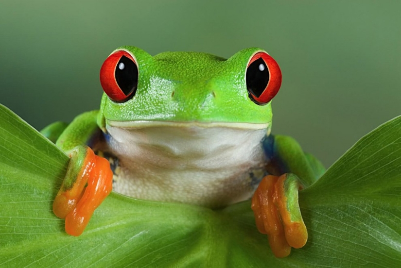The red-eyed tree frog is an absolutely cartoonish frog. The red-eyed tree frog is an absolutely cartoonish frog.