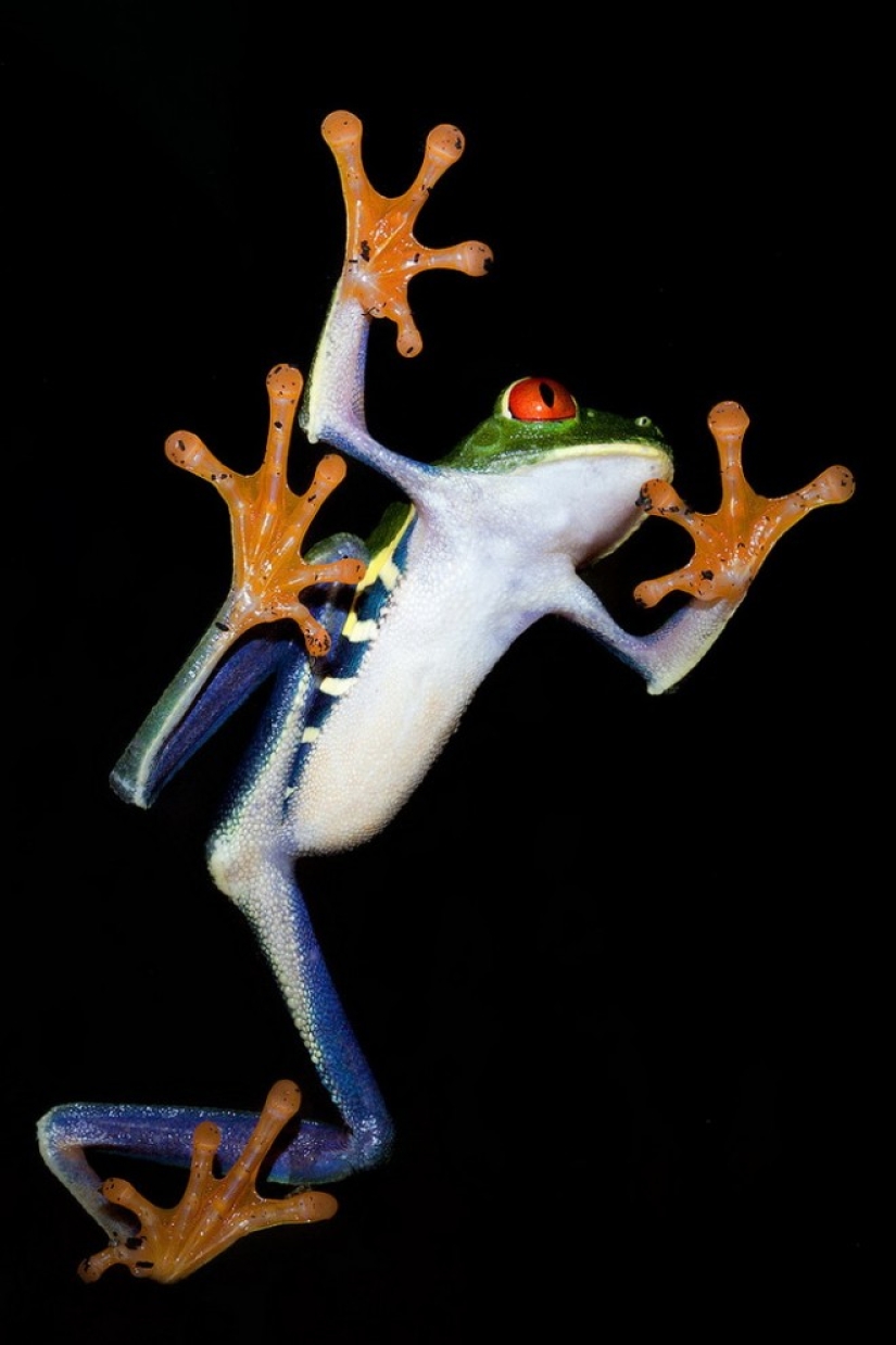 The red-eyed tree frog is an absolutely cartoonish frog. The red-eyed tree frog is an absolutely cartoonish frog.
