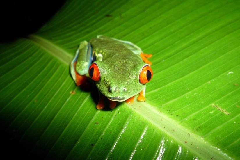 The red-eyed tree frog is an absolutely cartoonish frog. The red-eyed tree frog is an absolutely cartoonish frog.