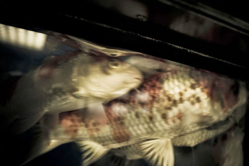 The secret life of the Japanese Mafia