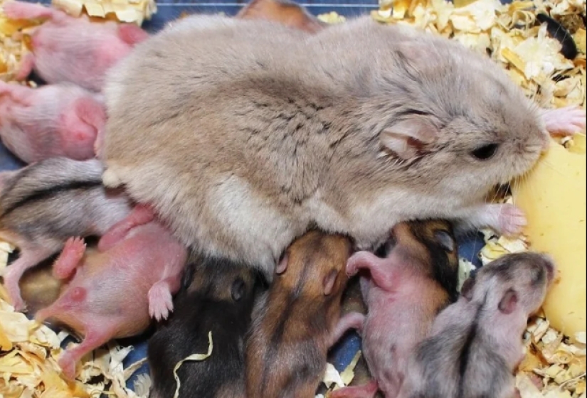 The secret life of Academician Landau: why the genius's wife put on display the most intimate