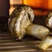 The secret of precious matsutake mushrooms