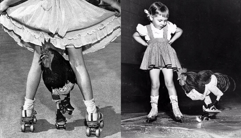 The story of Buster, the rooster who could rollerblade The story of Buster, the rooster who could rollerblade