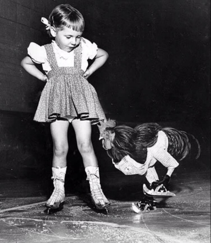 The story of Buster, the rooster who could rollerblade The story of Buster, the rooster who could rollerblade