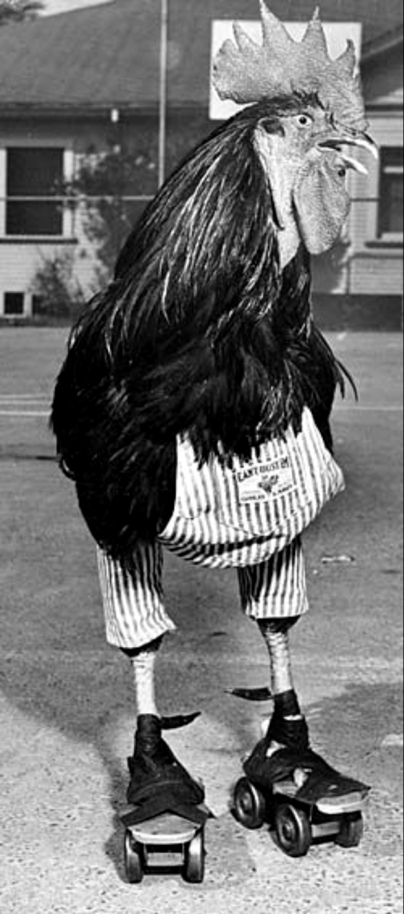 The story of Buster, the rooster who could rollerblade The story of Buster, the rooster who could rollerblade