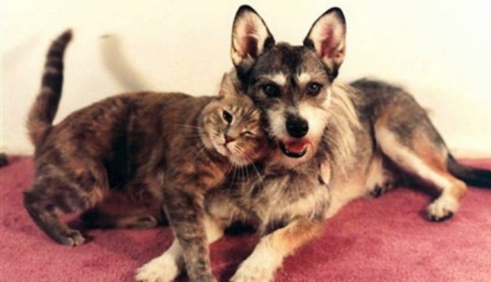 The story of Ginny, a dog with a heart of gold, who once became the "Cat of the Year" The story of Ginny, a dog with a heart of gold, who once became the "Cat of the Year"