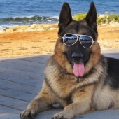 The story of Gunther IV, the richest dog on the planet
