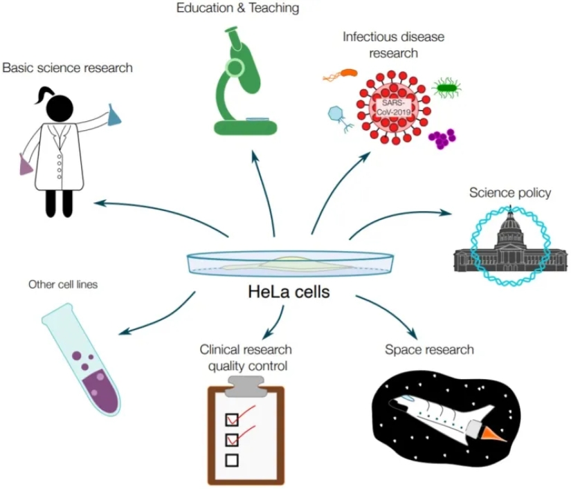 The story of Henrietta Lacks, the woman who revolutionized world science after her death
