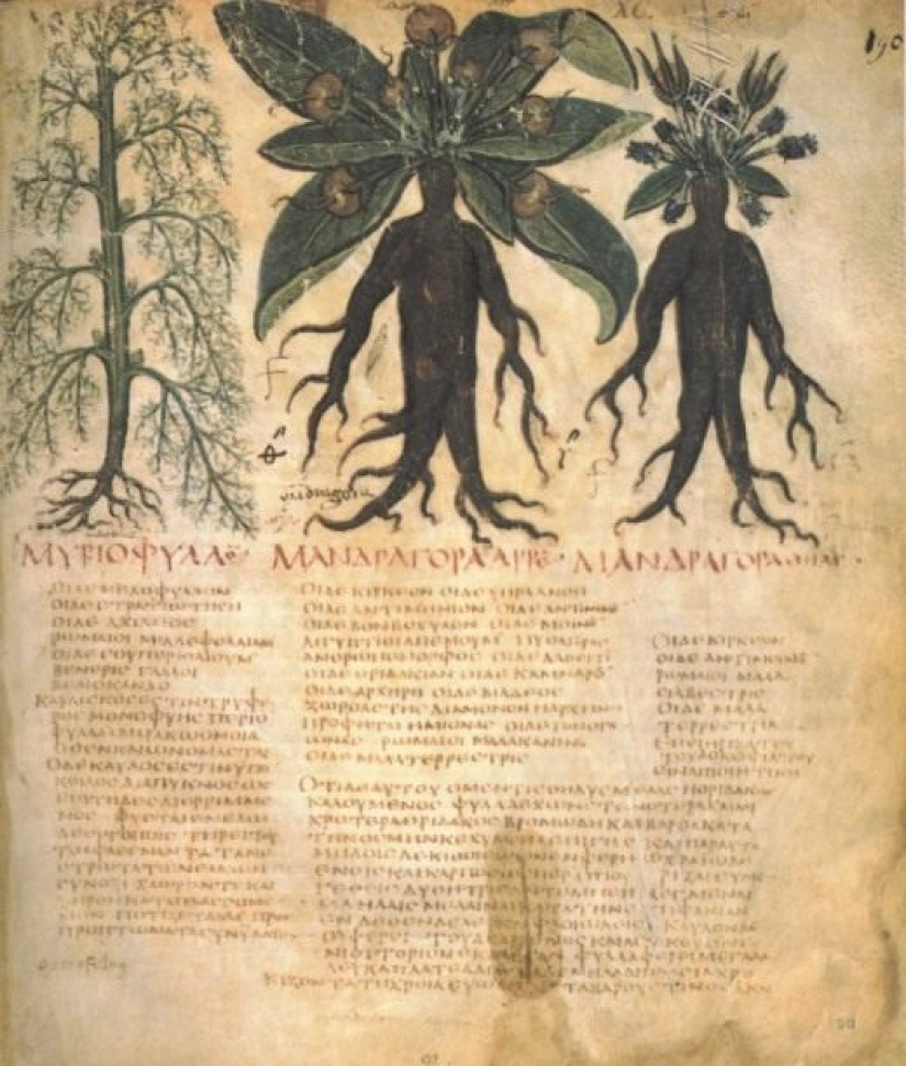 The terrible story of anesthesia, from mandrake root and strangulation, to the appearance of ether The terrible story of anesthesia, from mandrake root and strangulation, to the appearance of ether