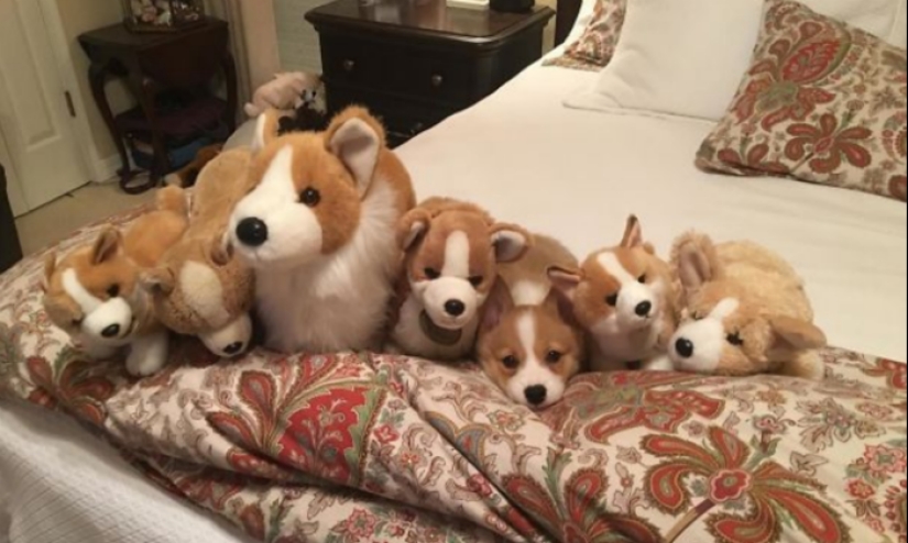 The third extra: masters of disguise, which even an Indian Sharp Eye will not find