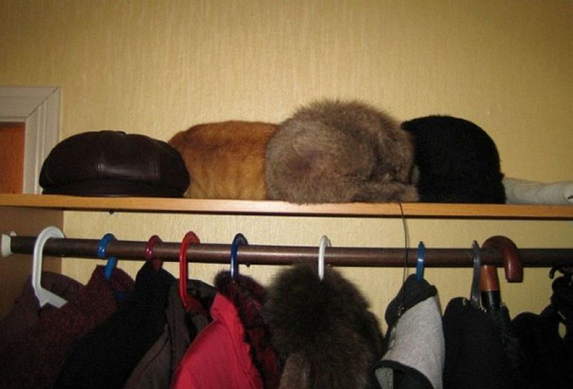 The third extra: masters of disguise, which even an Indian Sharp Eye will not find